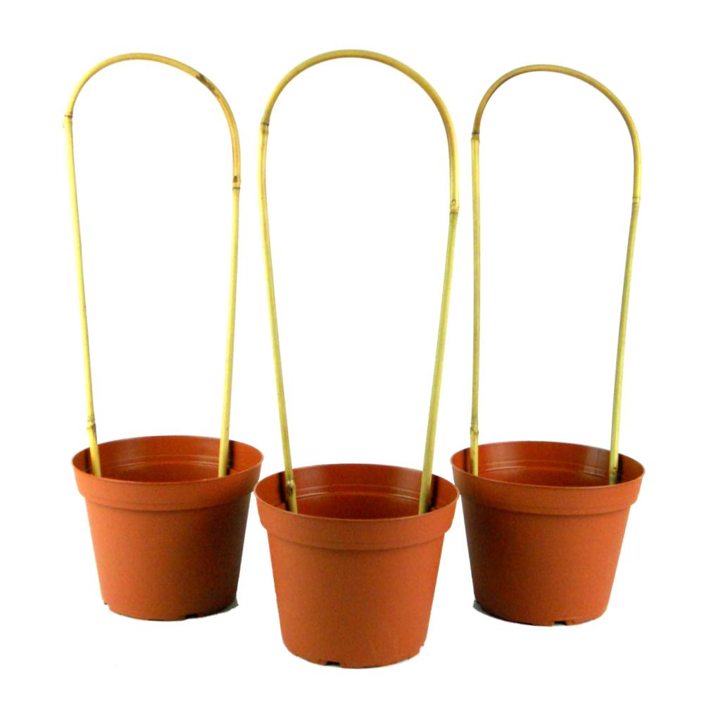 planting bamboo in pots instructions