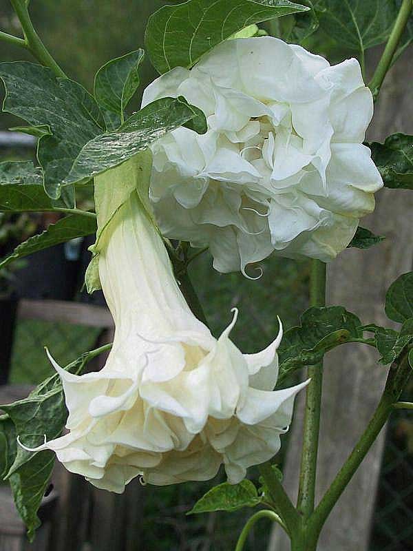 angel trumpet care instructions