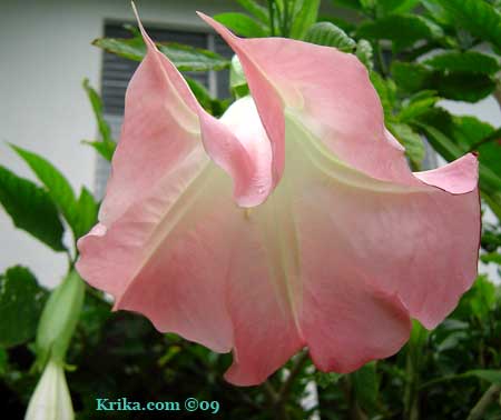 angel trumpet care instructions
